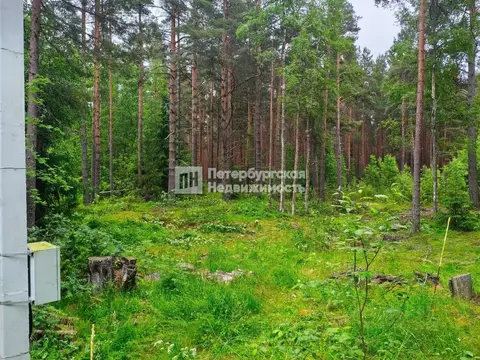 Участок в Ленинградская область, Высоцк Выборгский район, Пригородная ...