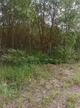 Участок в Московская область, Коломна городской округ, с. Нижнее ...