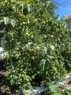 Дом в Челябинская область, Челябинск Шадринская ул., 43 (60 м)