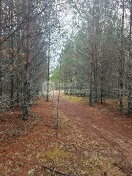 Участок в Ленинградская область, Лодейное поле  (9.75 сот.)