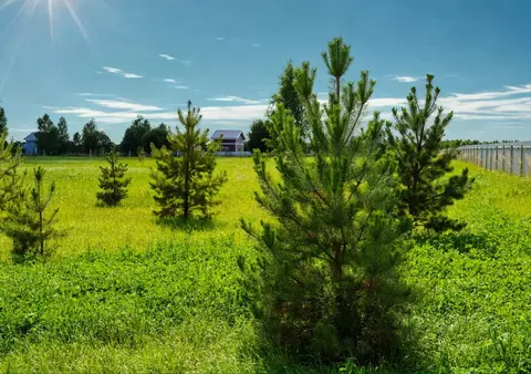 Участок в Московская область, Ступино городской округ, Кедровый парк ...