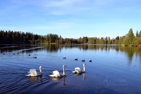 Участок в Ленинградская область, Выборгский район, Рощинское городское ...