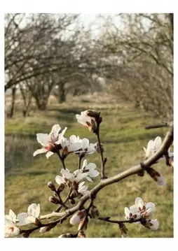 Участок в Крым, Сакский район, с. Уютное ул. Садовая (6.0 сот.)