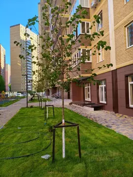 Студия Краснодарский край, Краснодар ул. Домбайская, 55к8 (20.7 м)