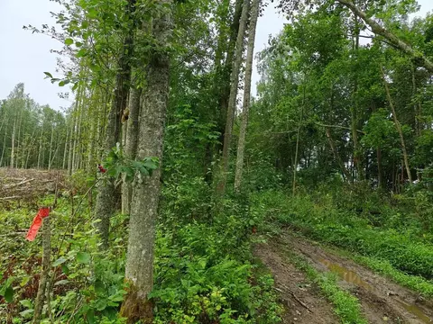 Участок в Ленинградская область, Лужский район, Осьминское с/пос, д. ...