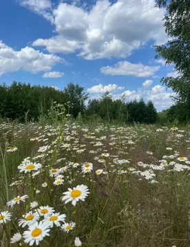 Участок в Нижегородская область, Кстово  (122.59 сот.)