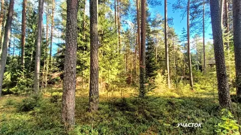 Участок в Ленинградская область, Гатчинский муниципальный округ, ...