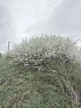 Участок в Московская область, Дмитровский муниципальный округ, д. ...