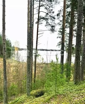Участок в Ленинградская область, Приозерский район, Петровское с/пос, ...