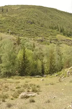 Участок в Алтай, Онгудайский район, с. Купчегень Средняя ул. (14.6 ...