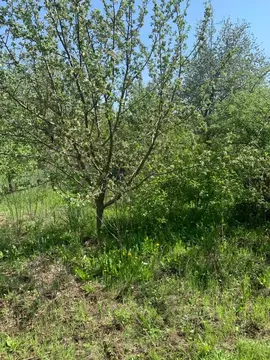 Участок в Саратовская область, Саратов проезд 5-й Пихтовый (6.23 сот.)