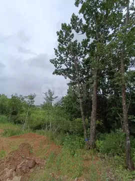 Участок в Амурская область, Благовещенский район, с. Чигири  (10.1 ...