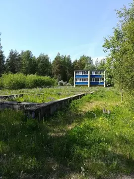 Участок в Ленинградская область, Кингисеппский район, пос. Усть-Луга, ...