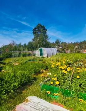 Участок в Забайкальский край, Чита Заря СОТ,  (8.0 сот.)