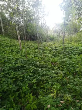 Участок в Псковская область, Островский район, Бережанская волость, д. ...